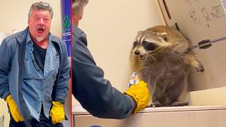 Racoon Capture Gone Wrong Ozzy Man Reviews [upl. by Glad]