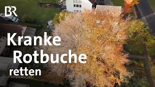 Kranke Rotbuche im Garten Unterwegs mit den Baumpflegern  Frankenschau  BR [upl. by Enaffit]