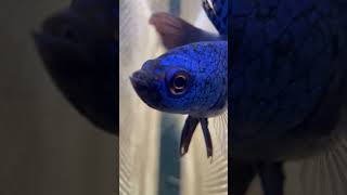 Blue Alien Betta in 400 Gallon Community Aquarium [upl. by Ahtelat359]