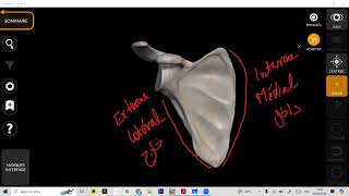 Ostéologie  Scapula part 1  with Dr Anne 🤍 [upl. by Tedman]