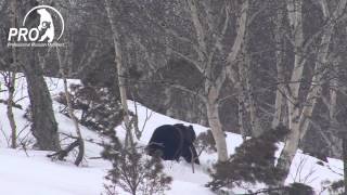 Kamchatka Bear 2014 trailer [upl. by Nomde]