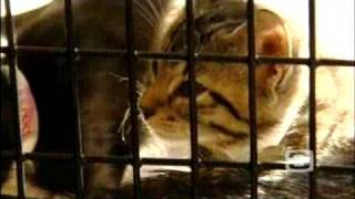 Kittens Tortured Killed [upl. by Moreno917]