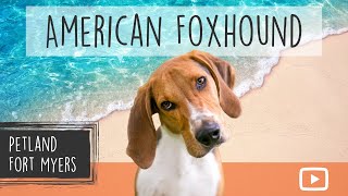 American Foxhound Breed Info 101 [upl. by Secor]