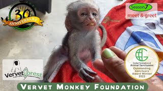 quotHeartwarming Meet amp Greet Baby Monkeys First Playdate on the Road to Foster Moms 🐒 [upl. by Nihs]