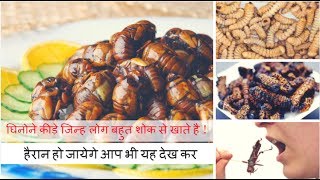 Insect Dishes  घिनोने कीड़े जिन्ह लोग बहुत शोक से खाते है [upl. by Daniyal698]