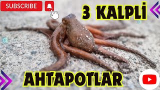 Ahtapotların 3 kalbi mi var  ahtapot 🐙 [upl. by Enhpad]