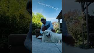 Pluszowa TORUSoniada dc samoyed love lovestatus duet spiritualleader [upl. by Christan]