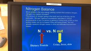 Nitrogen balance  Revision [upl. by Nylareg329]