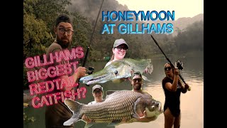 Gillhams Fishery Thailand February 2022  The Honeymoon Session GILLHAMS BIGGEST REDTAIL [upl. by Alcus]