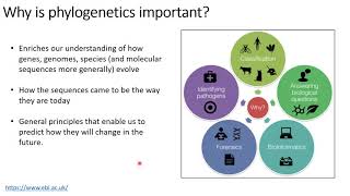 Phylogenetics Lecture 1 Basic terminology Applications [upl. by Haines]