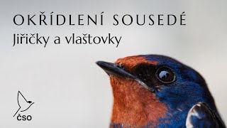 Okřídlení sousedé Jiřičky a vlaštovky  dokument ČSO o soužití ptáků s lidmi [upl. by Hagile807]