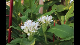 Hedychium Corelli septembre 2024 [upl. by Tirb701]