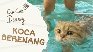 KUCING IMUT MEMASAK  Kompilasi Aksi Koki Koca yang Super Menggemaskan  Cia Cat Diary [upl. by Verada453]