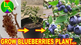 How to grow blueberries at home [upl. by Elleunamme]