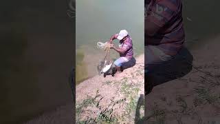 Hora de pegar o almoço do domingo de eleiçãopangas de 2 kg [upl. by Nadnarb]