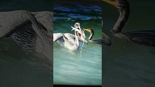 Crazy moment Falcon dive stolen a big fish  Birds meeting with fish  birds short [upl. by Malorie]