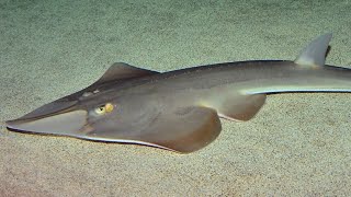 Facts The Guitarfish [upl. by Retse604]