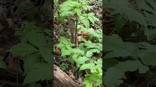 Morel Mushrooms Laporte County Indiana [upl. by Cykana]