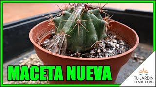 Trasplante de nuestro PRIMER Ferocactus germinado desde semilla Trasplantar sin modificar cepellón [upl. by Okiek784]