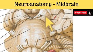 Brain stem  Midbrain  External amp Internal Features  Red Nucleus  Medial Longitudinal Fasciculus [upl. by Primaveras]