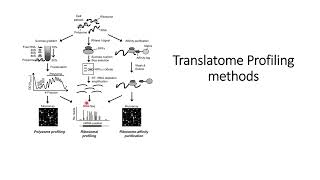 Translatome Methods Basics Overview Code 265 [upl. by Grefer]