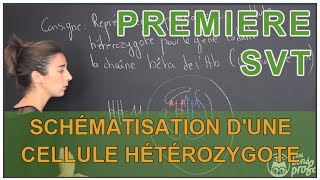 Schématisation dune cellule hétérozygote  erreurs à éviter  SVT  1ère  Les Bons Profs [upl. by Sikes337]