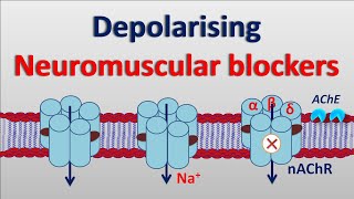 Depolarising neuromuscular blockers [upl. by Drye]