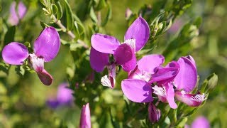 MyrtenKreuzblume Polygala myrtifolia [upl. by Bertrando788]