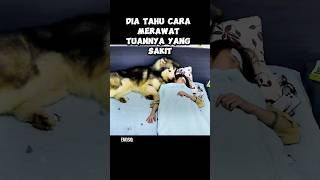 Anjing Ini Tahu Cara Merawat Tuannya yang Sakit anjing dog [upl. by Hawkins]