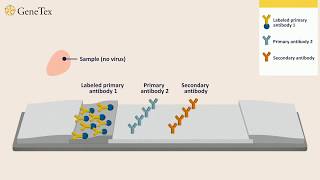 How a Rapid Virus Antigen Test Works [upl. by Tenner]