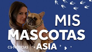 MIS MASCOTAS 4  Así es ASIA la adorable perrita de Adriana Barrientos  CHV Noticias [upl. by Pierce]