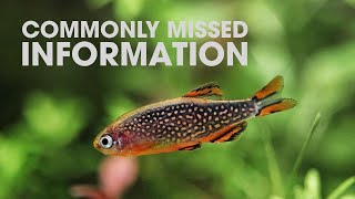 IMPORTANT THINGS TO KNOW BEFORE BUYING CPDS CELESTIAL PEARL DANIOS [upl. by Kask718]