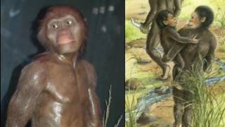 Lucy Australopithecus Reviewed in 9 Minutes Public School Version [upl. by Retrop]