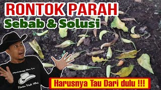 RONTOK PARAH INI SOLUSINYA [upl. by Oel386]