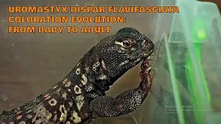 Uromastyx dispar flavifasciata lizard coloration evolution from baby to adult Bion [upl. by Rehotsirhc]