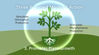 Fungicide Modes of Action 824 Air Date 11914 [upl. by Ylliw]