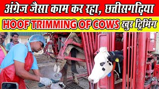 quotThe Hoof Trimming Revolution Inside SARDA Dairy Raipur Chhattisgarh।। Khur Trimming [upl. by Nonnahsed143]