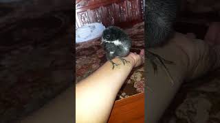 Aseel chicks kala Mushka birds aseelmurga aseel shorts [upl. by Aliuqat906]