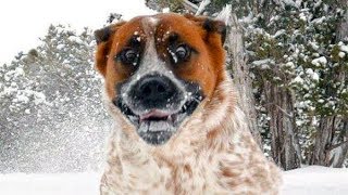 Essayez de regarder sans rire Ce chiens drôles de neige Fails [upl. by Caine]