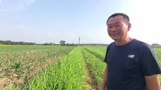 玉心農業技術團隊 嘉義東石大面積有雜糧生產農業專業區應用玉心農法 [upl. by Yrral527]