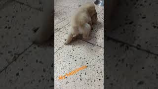 Ameuro goldenretriever of India dog goldenretrieverpuppy youtubeshorts funnyvideo viralvideo [upl. by Thin]