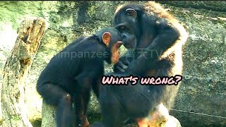 琪靚關心媽媽🐵🐵Chimpanzee DailyTaipei zoo黑猩猩 animals 台北市立動物園 hellochimpazeetv [upl. by Aysan]