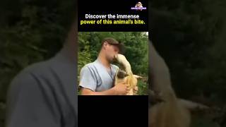 Discover the immense power of this animals bite Amazing video shorts [upl. by Neibaf]