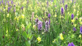 Southern Marsh Orchid Dactylorhiza Praetermissa  20120628 [upl. by Nellad]