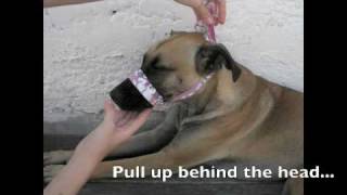 How to make a dog muzzle [upl. by Nowaj]