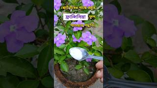 Francisia ফুল গাছ Flower ফ্রান্সিসিয়া Plant Care garden short shorts [upl. by Gillan]