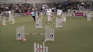 Riley the whippets 2019 AKC Agility Invitational [upl. by Amoreta953]