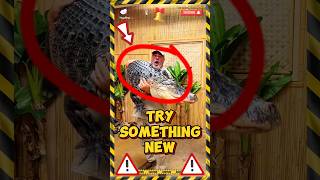 ⚜️ Try Something New  Kururu Clips ⚜️ real feedshorts viralvideo shorts memes [upl. by Bradford469]