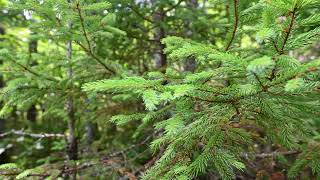 Picea rubens red spruce yellow spruce West Virginia spruce eastern spruce and hebalsam [upl. by Civ780]