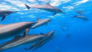 Red Sea Dolphins  Marsa alam Sataya dolphin reef [upl. by Christean]